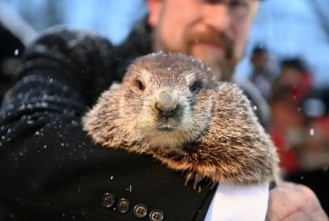 2 février, le jour de la marmotte