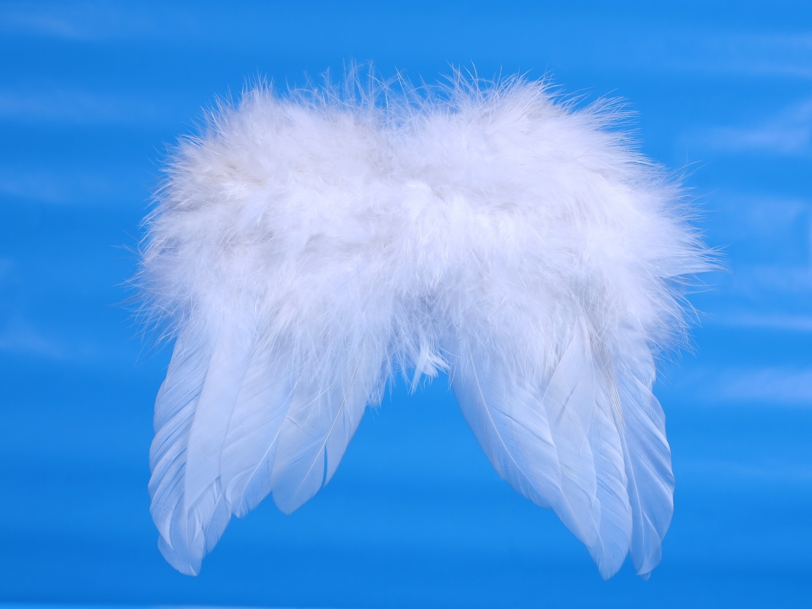 wings