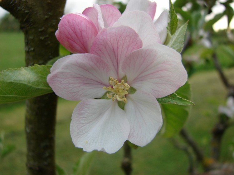 fleurdepommier