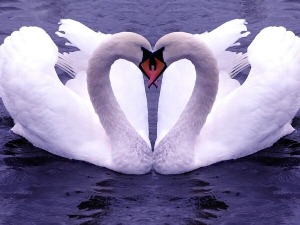 Cygne d'amour