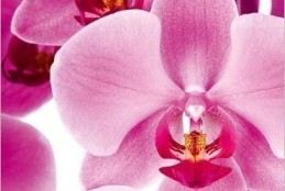 Je suis ta fleur